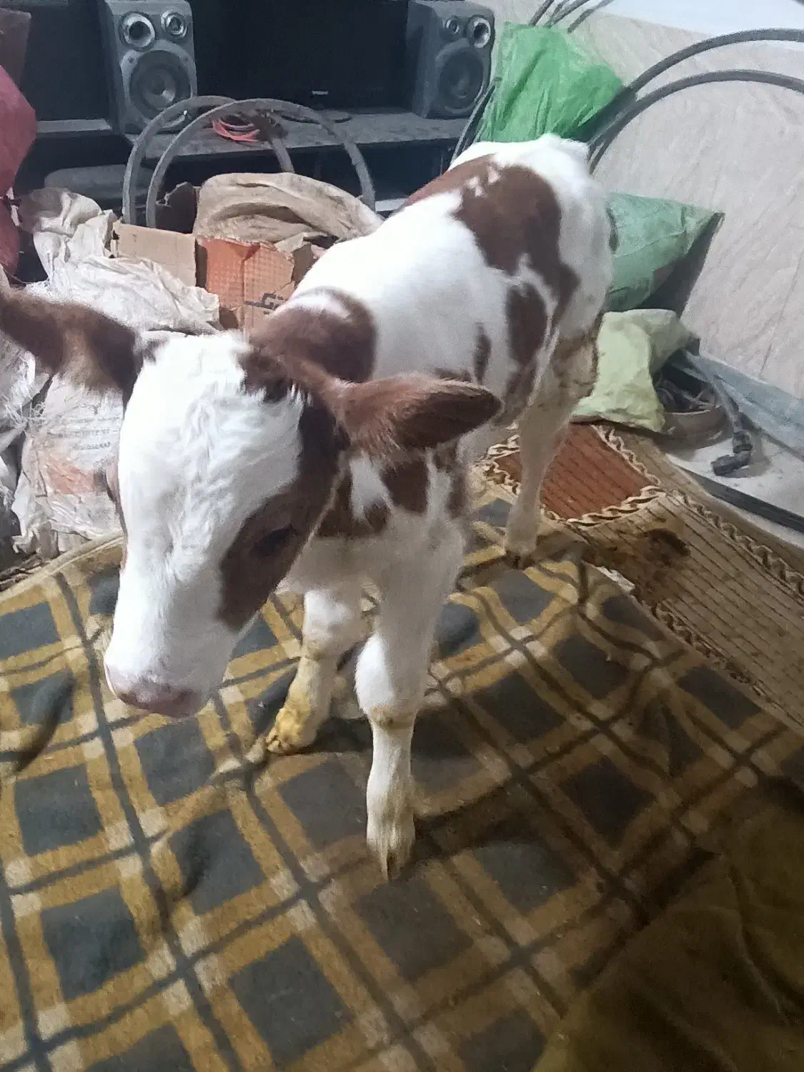 گاو شیری|حیوانات مزرعه|طاغنکوه, |دیوار