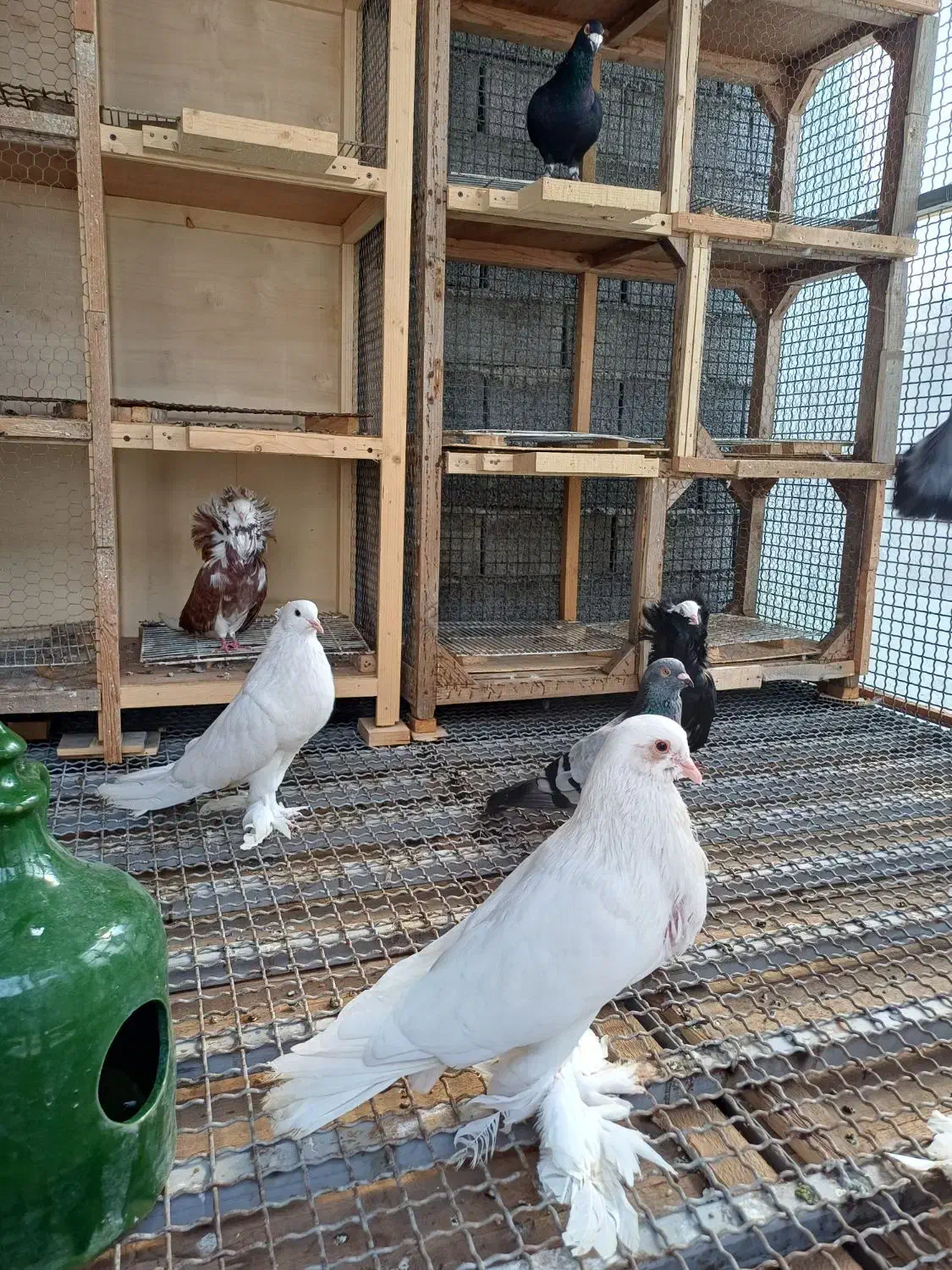 کبوتر شامپیون اصل جفت چهار تومن|پرنده|آمل, |دیوار