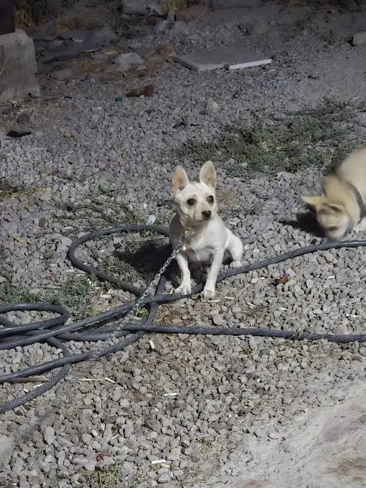 پا کوتاه|سگ|آذرشهر, |دیوار