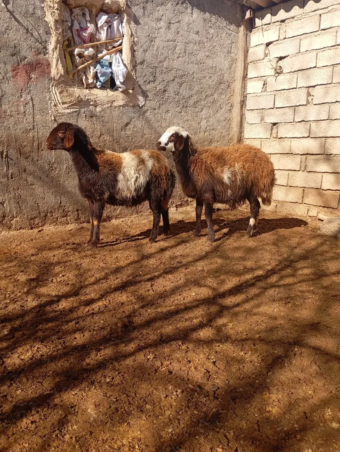 گوسفند|حیوانات مزرعه|بیرانوند, |دیوار