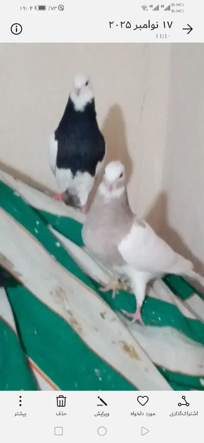 باخت رفته هر کس گرفته خریدارم|پرنده|قزوین, |دیوار