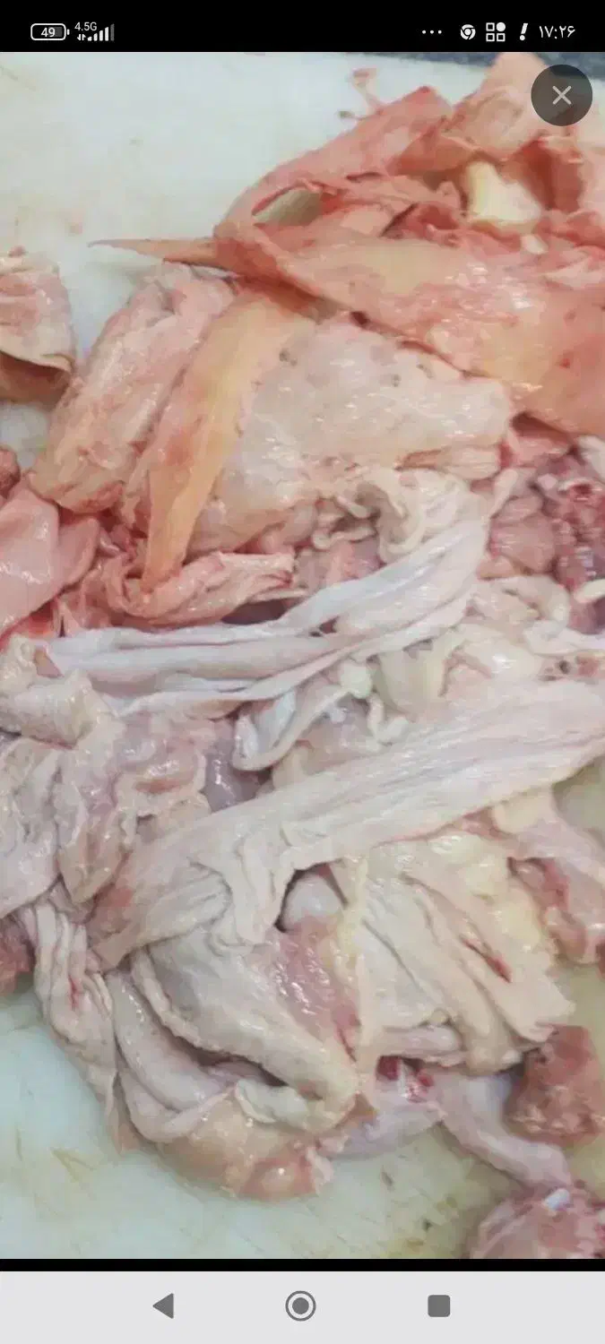 ضایعات مرغ|لوازم جانبی حیوانات|ارومیه, |دیوار