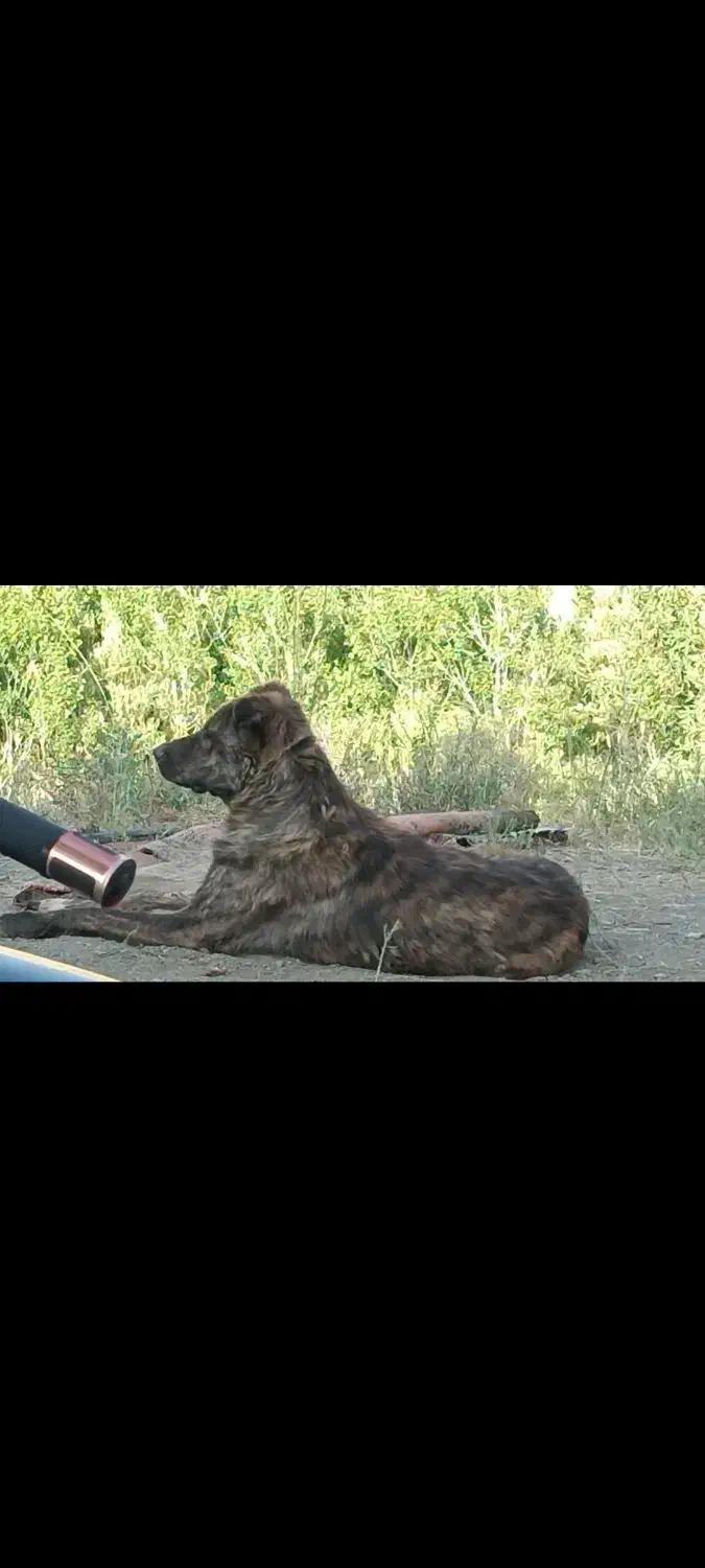 سگ گمشده|حیوانات|بهار, |دیوار