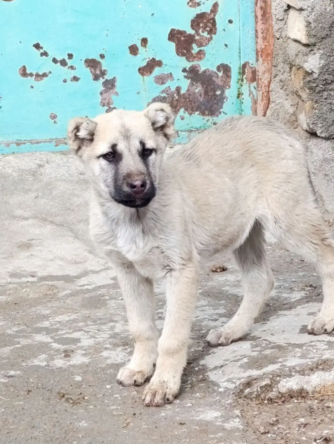 توله خراسانی|سگ|تیتکانلو, |دیوار