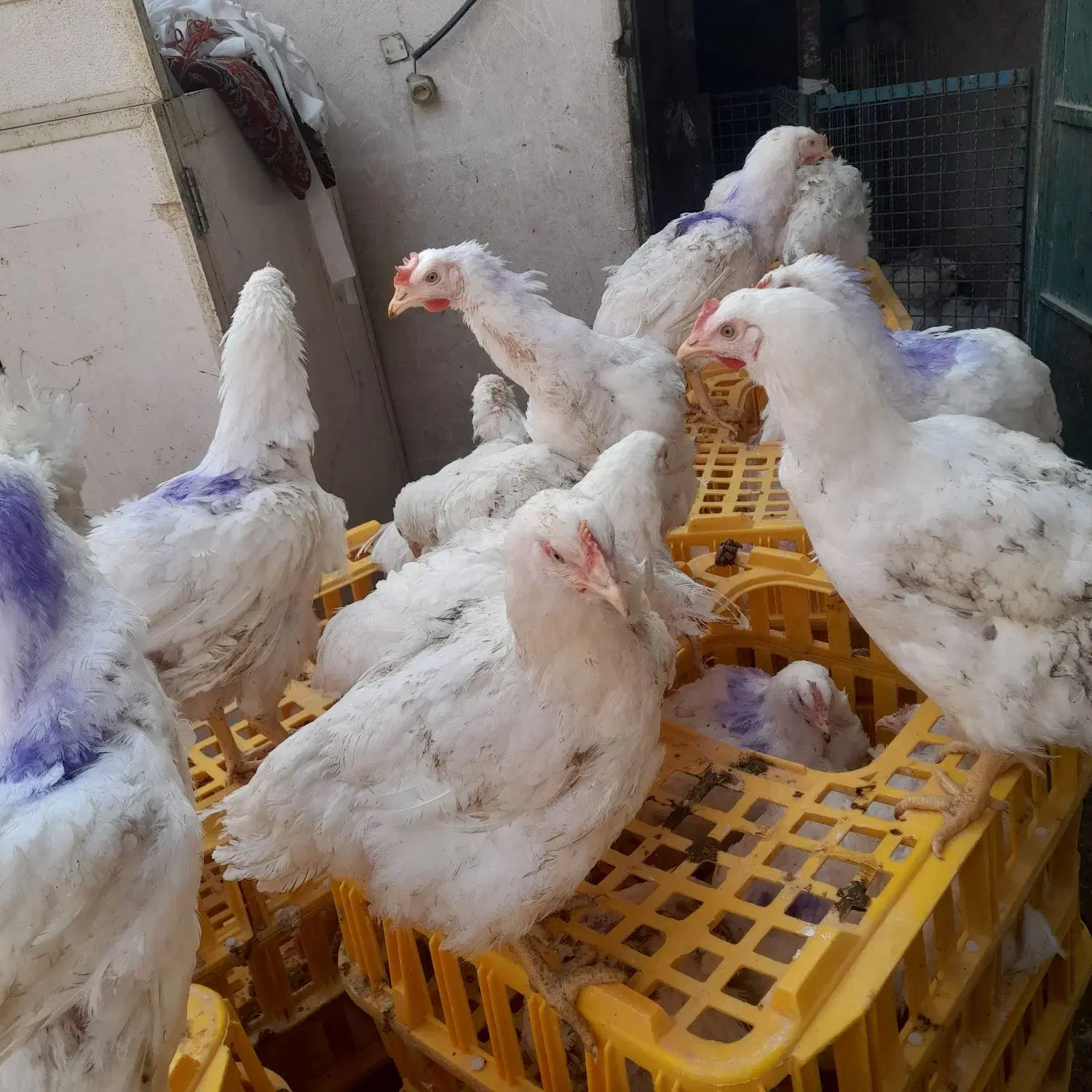 مرغ گوشتی سبز مرغ نرک مرغ مادر تخمگذار ارگانیک|حیوانات مزرعه|وحیدیه, |دیوار