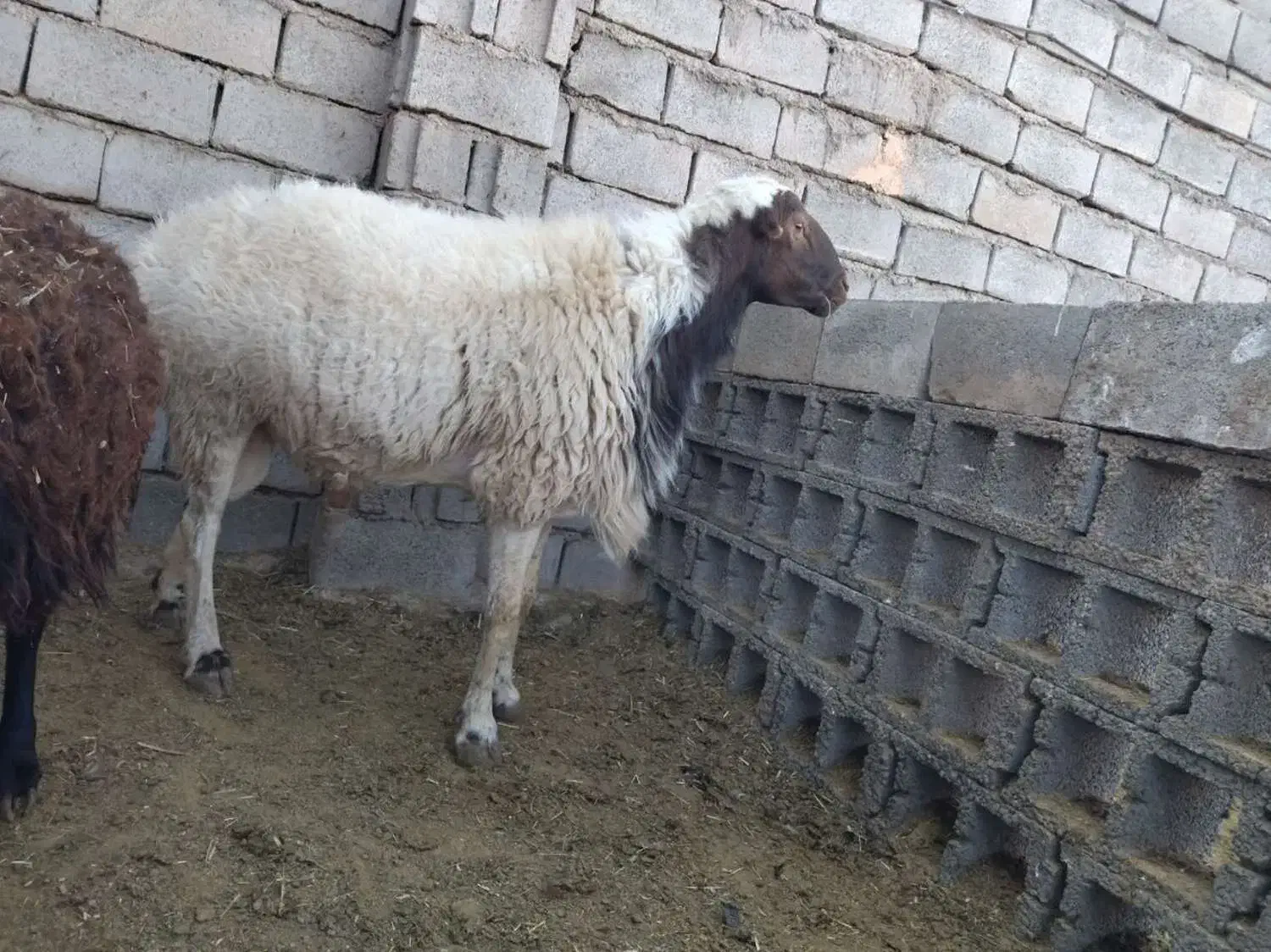 قوچ تیز ران|حیوانات مزرعه|سبزوار, صالح آباد|دیوار