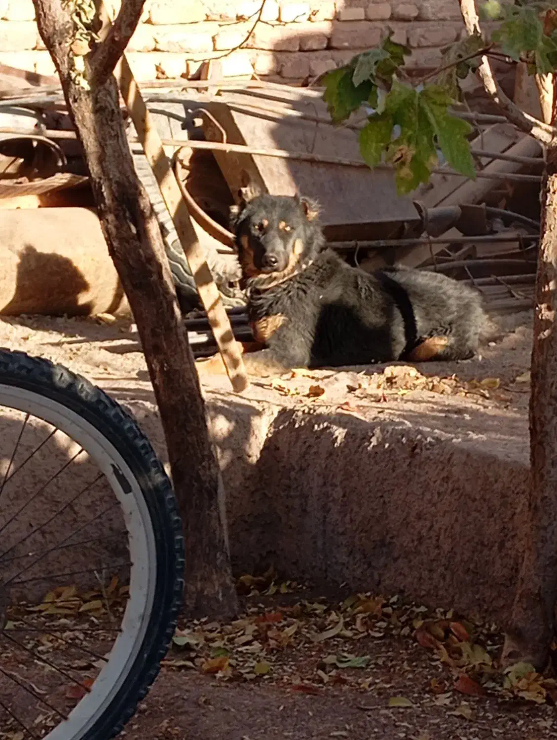 سگ نگهبان و گله|سگ|کرمان, |دیوار