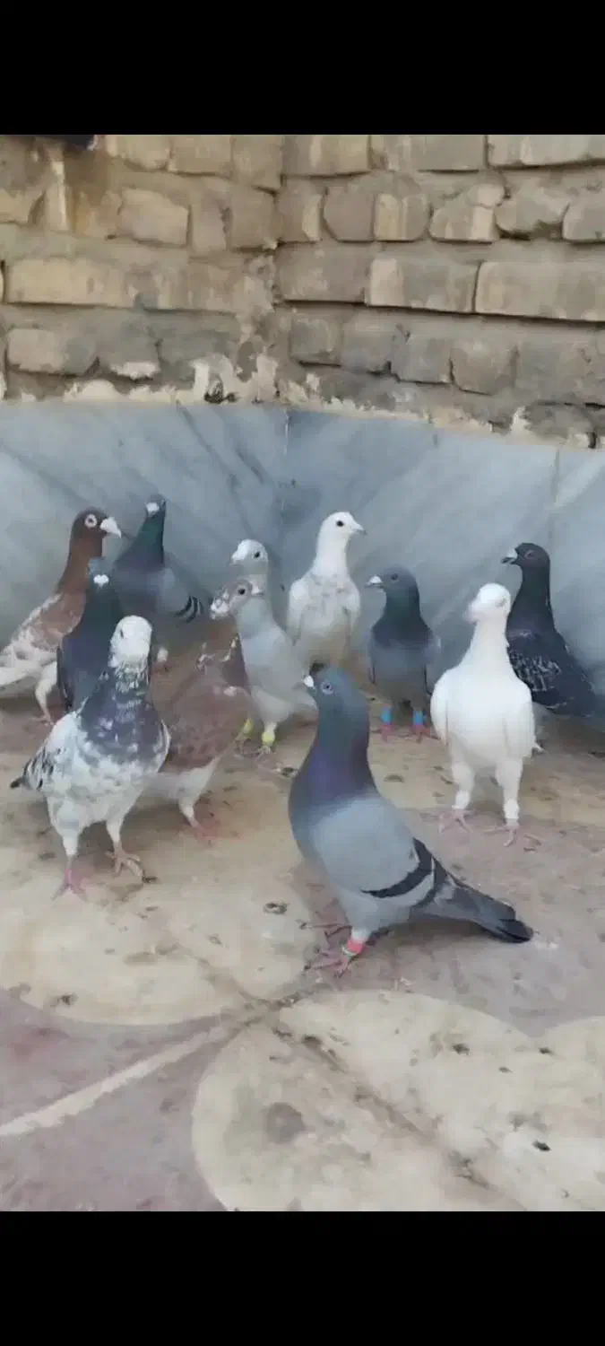 ۱۵تا پلاکی نر|پرنده|شیراز, کاراندیش|دیوار