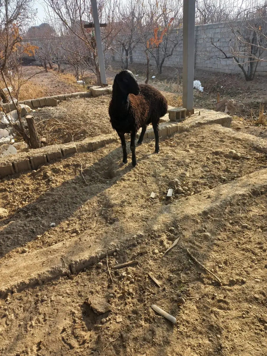 قوچ|حیوانات مزرعه|شهریار, شهرک شاهد|دیوار