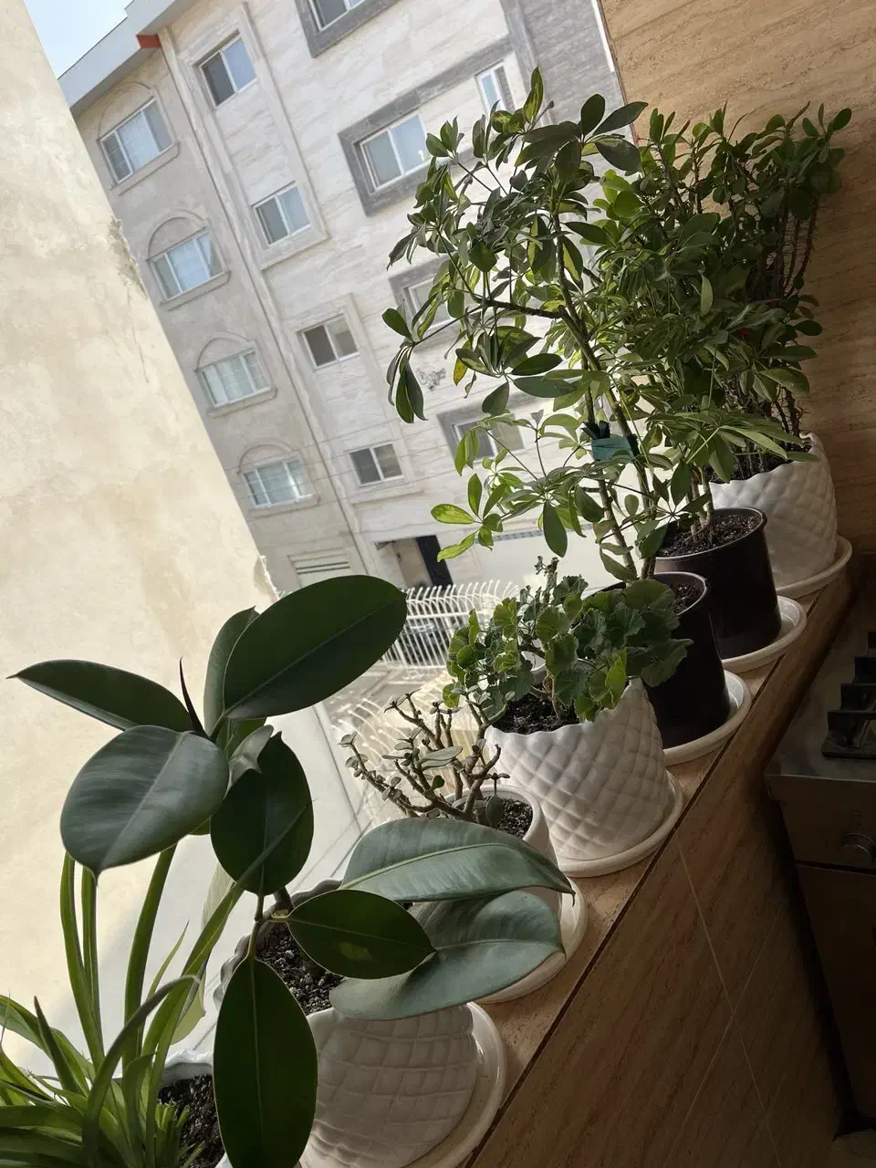 ۱۵ تا گل و گلدان|گل و گیاه طبیعی|رشت, جهاد|دیوار