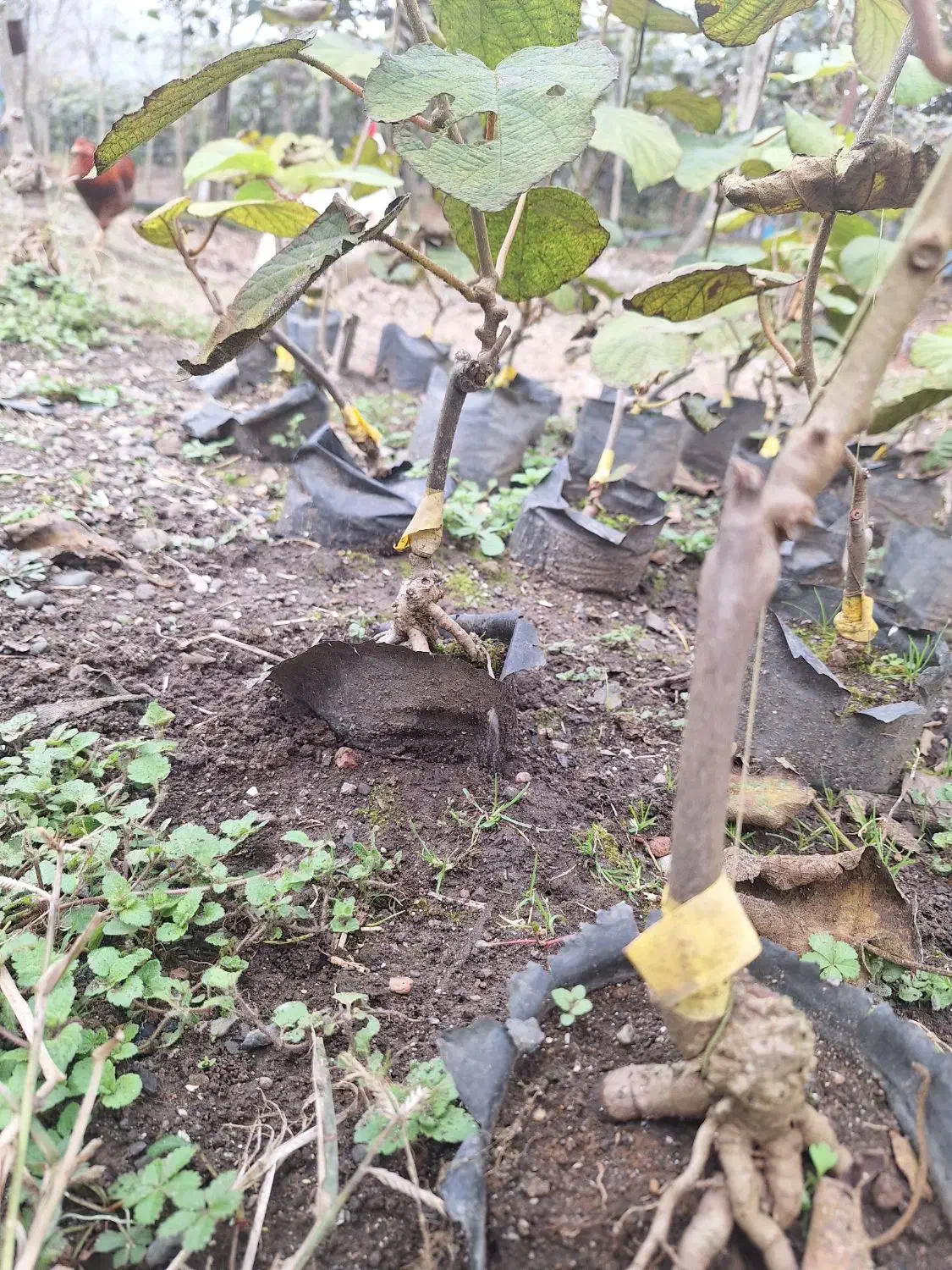 فروش نهال کیوی هایوارد طلایی|خدمات باغبانی و درختکاری|لیسار, |دیوار