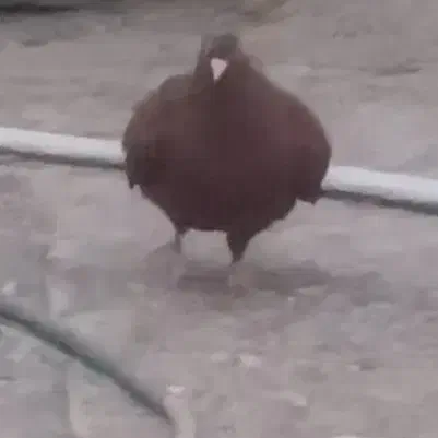 سرخ دم سفید بدون عیب با طوق شازدی بی عیب|پرنده|شیراز, شهرک رضوان|دیوار