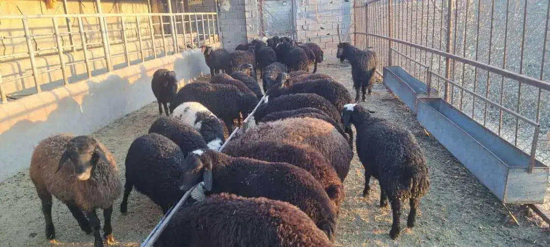 فروش ۴۰ راس بره محلی سام نژاد بومی دماوند|حیوانات مزرعه|دماوند, دماوند|دیوار