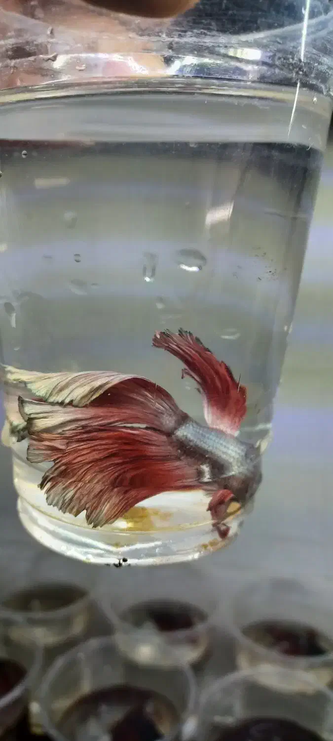 ماهی گوپی و فایتر یکجا|ماهی|تبریز, |دیوار