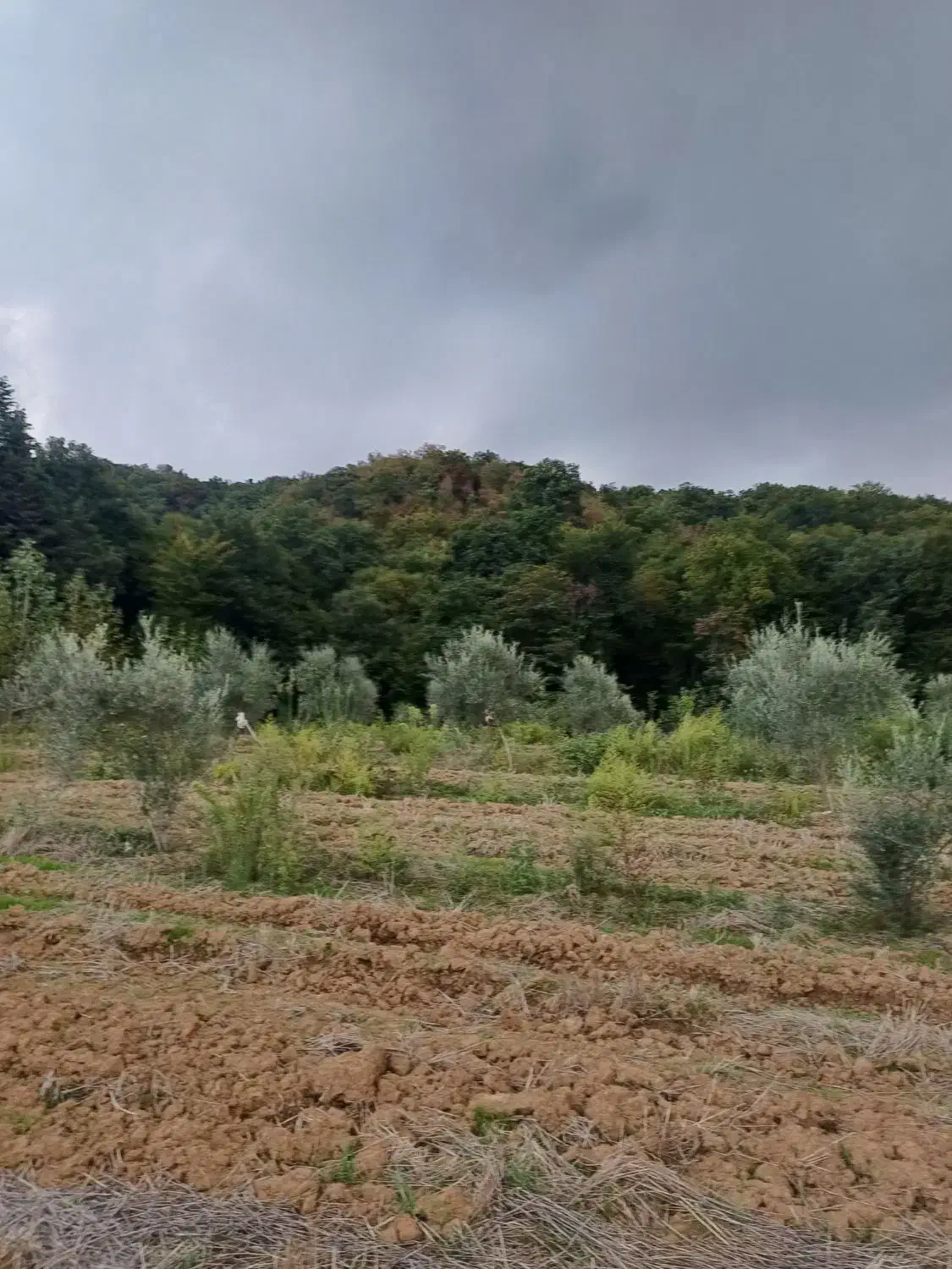 فروش زمین باغی درروستای بالاجاده جنب جنگل|فروش زمین و ملک کلنگی|کردکوی, |دیوار