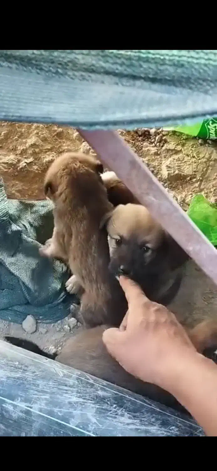 کمک رسانی و واگذاری|سگ|شیروان (خراسان), |دیوار