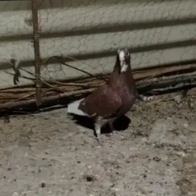 ماده گلی پلنگ|پرنده|کرمان, |دیوار