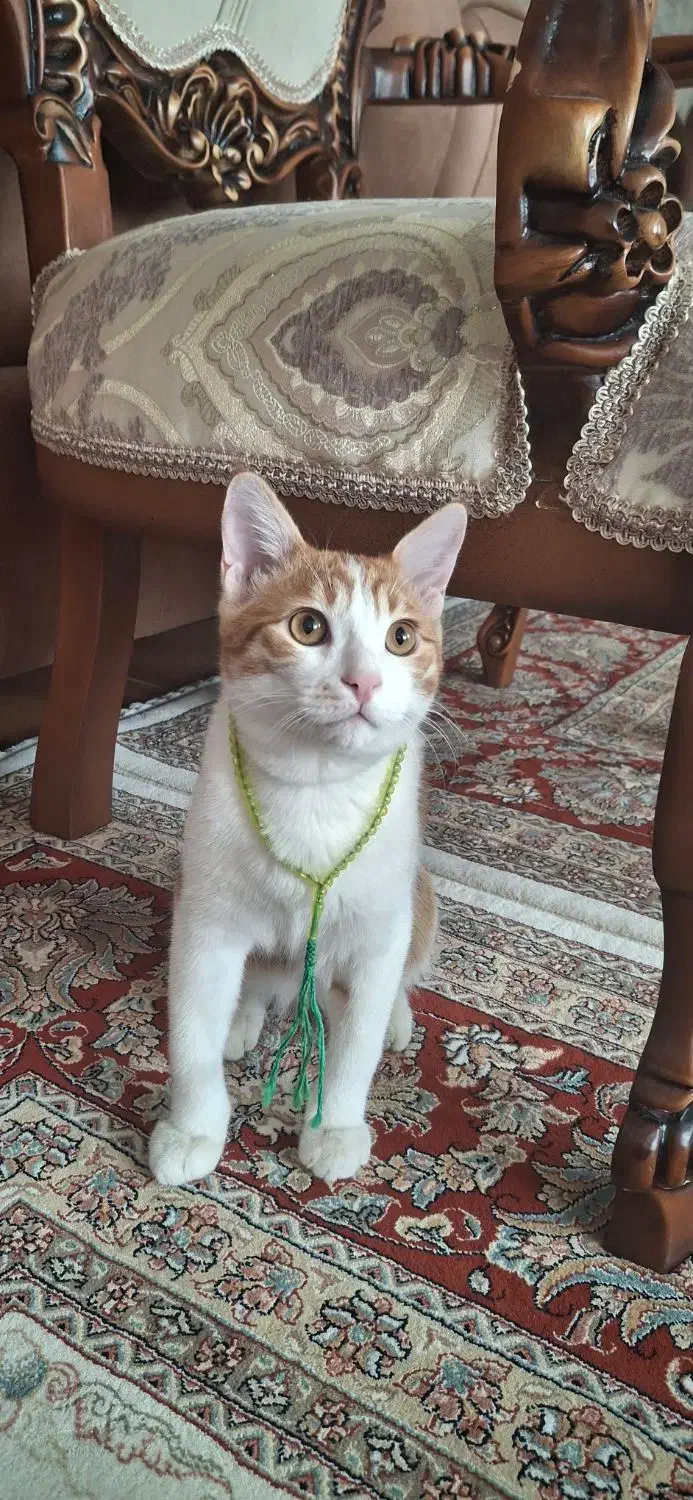 گربه خانگی گمشده|گربه|اردبیل, |دیوار