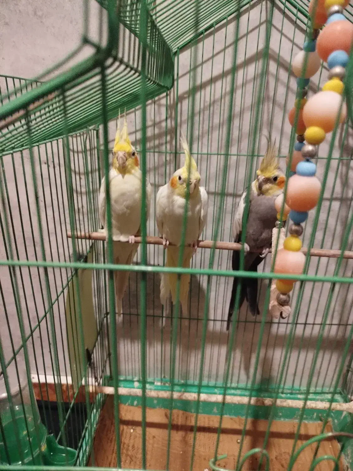 عروس هلندی نر و ماده|پرنده|بندر انزلی, جزیره|دیوار