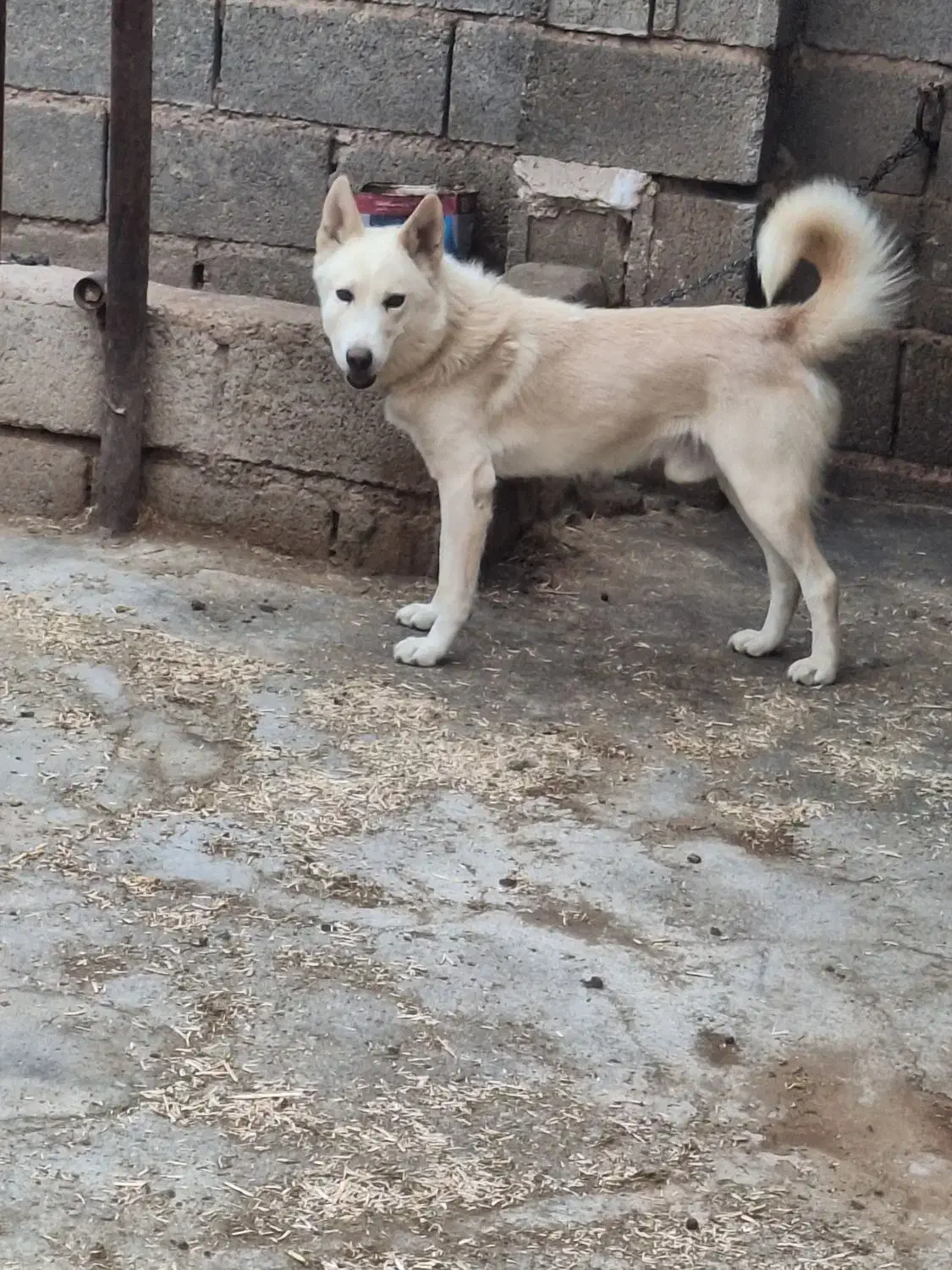 سگ نگهبان خوب|سگ|شیراز, شاپورجان|دیوار