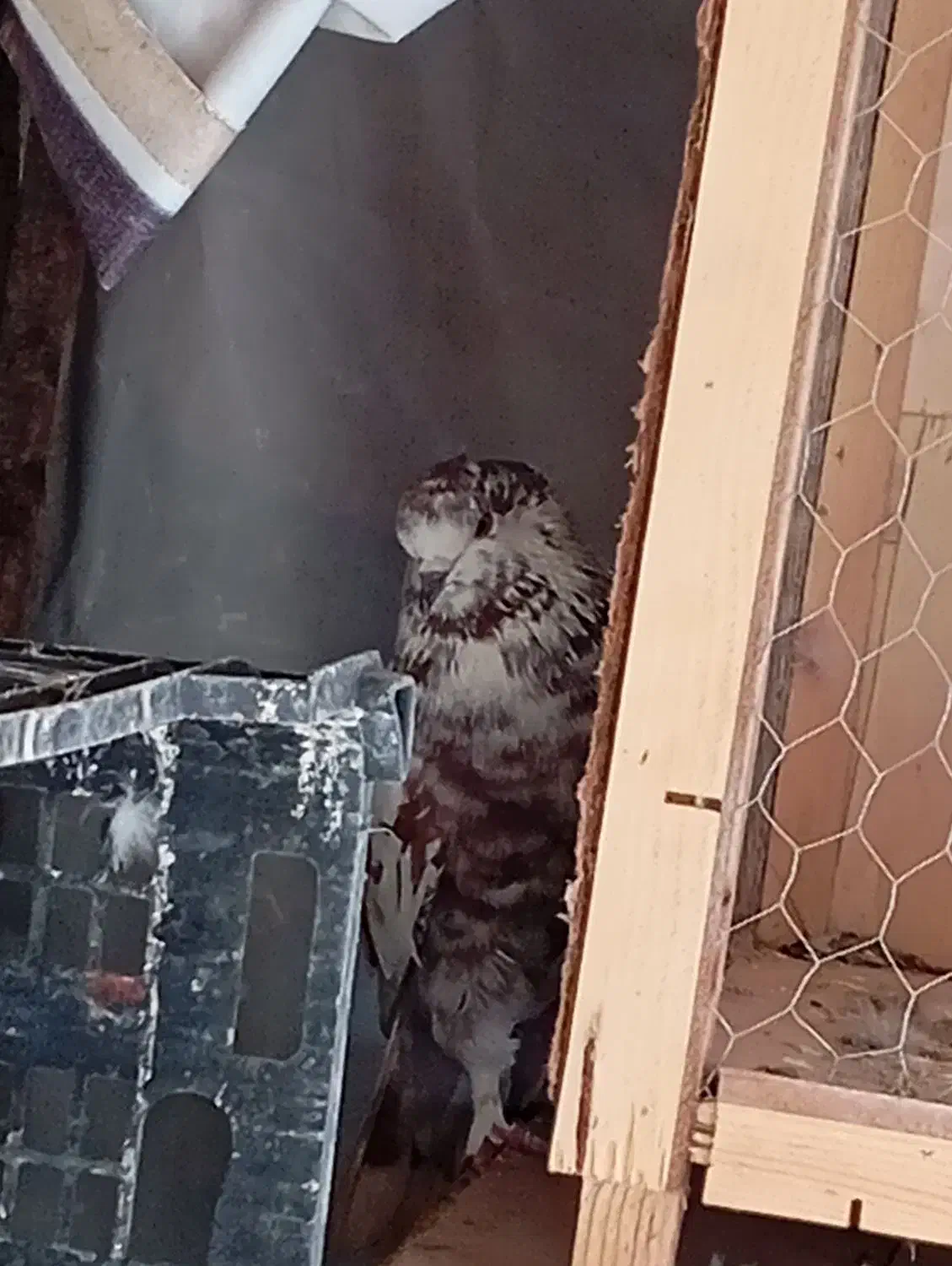 کبوتر|حیوانات|پاکدشت, پاکدشت (مامازند)|دیوار