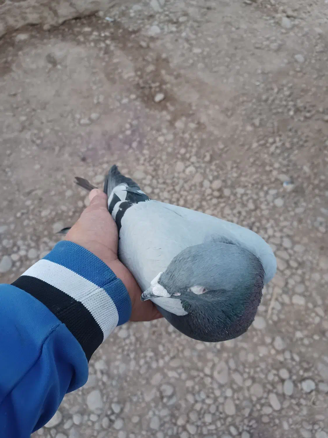 کبوتر پلاکی|پرنده|رامشیر, |دیوار