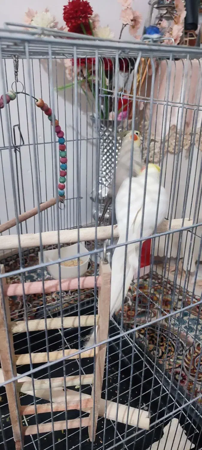 مولد عروس هلندی|پرنده|پاکدشت, پاکدشت (مامازند)|دیوار