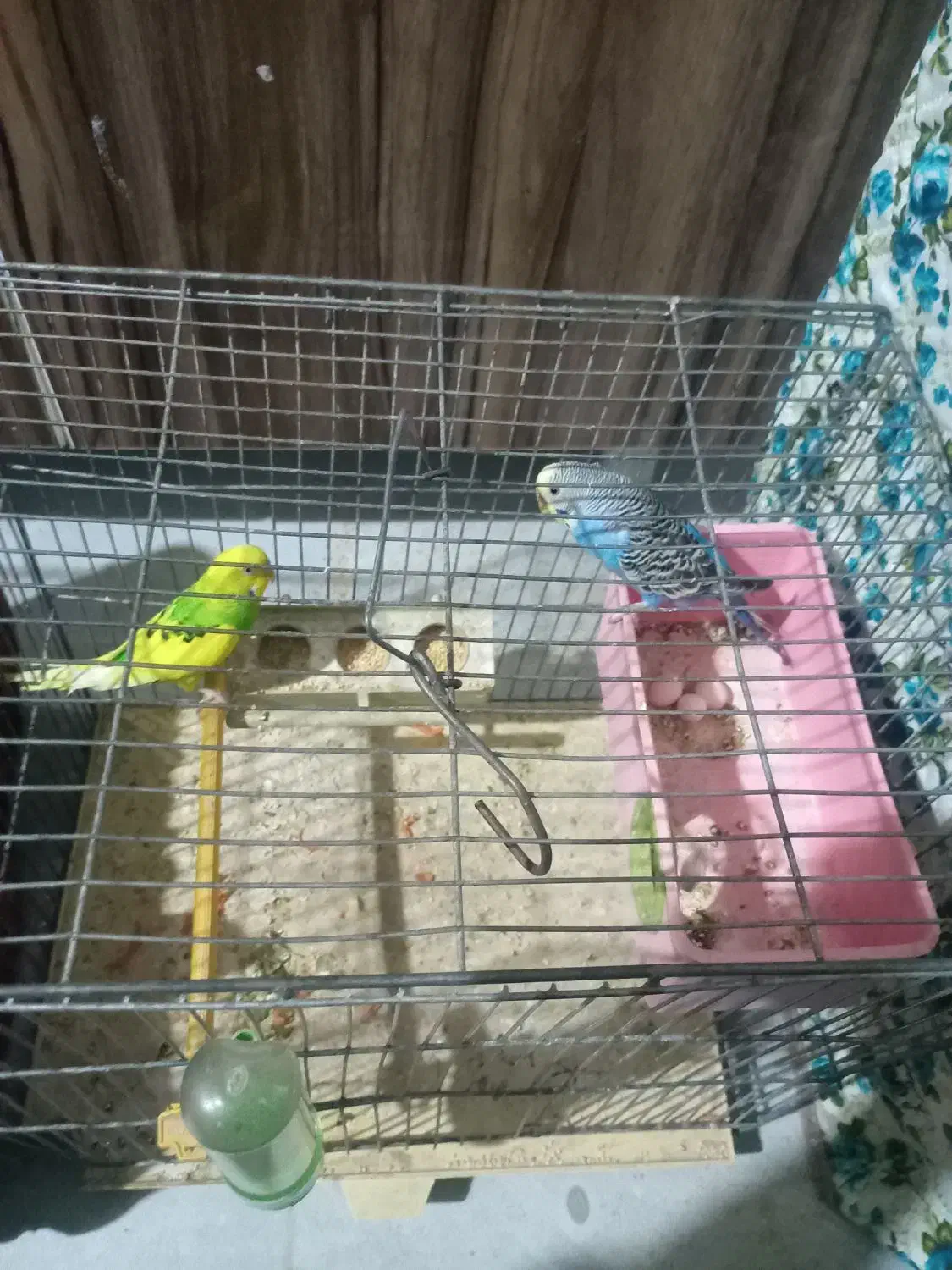 مرغ عشق|پرنده|شیراز, تندگویان|دیوار