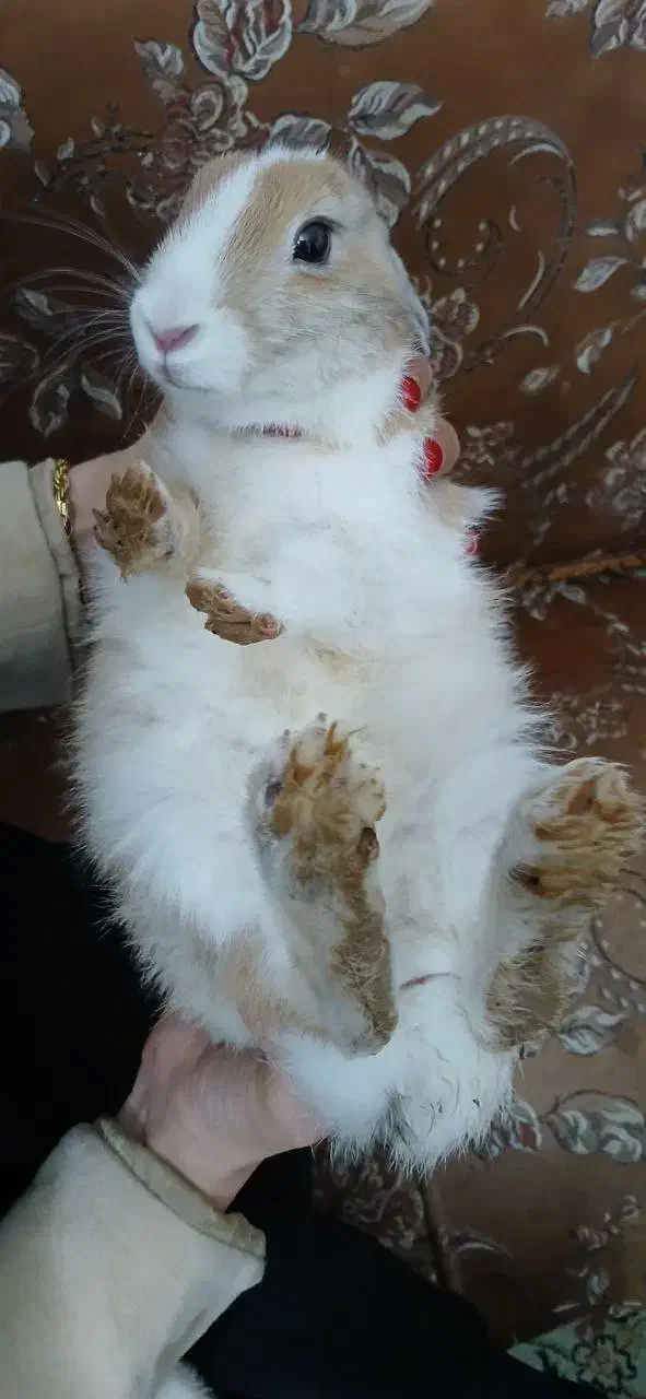 خرگوش|موش و خرگوش|شیراز, سهل‌آباد|دیوار