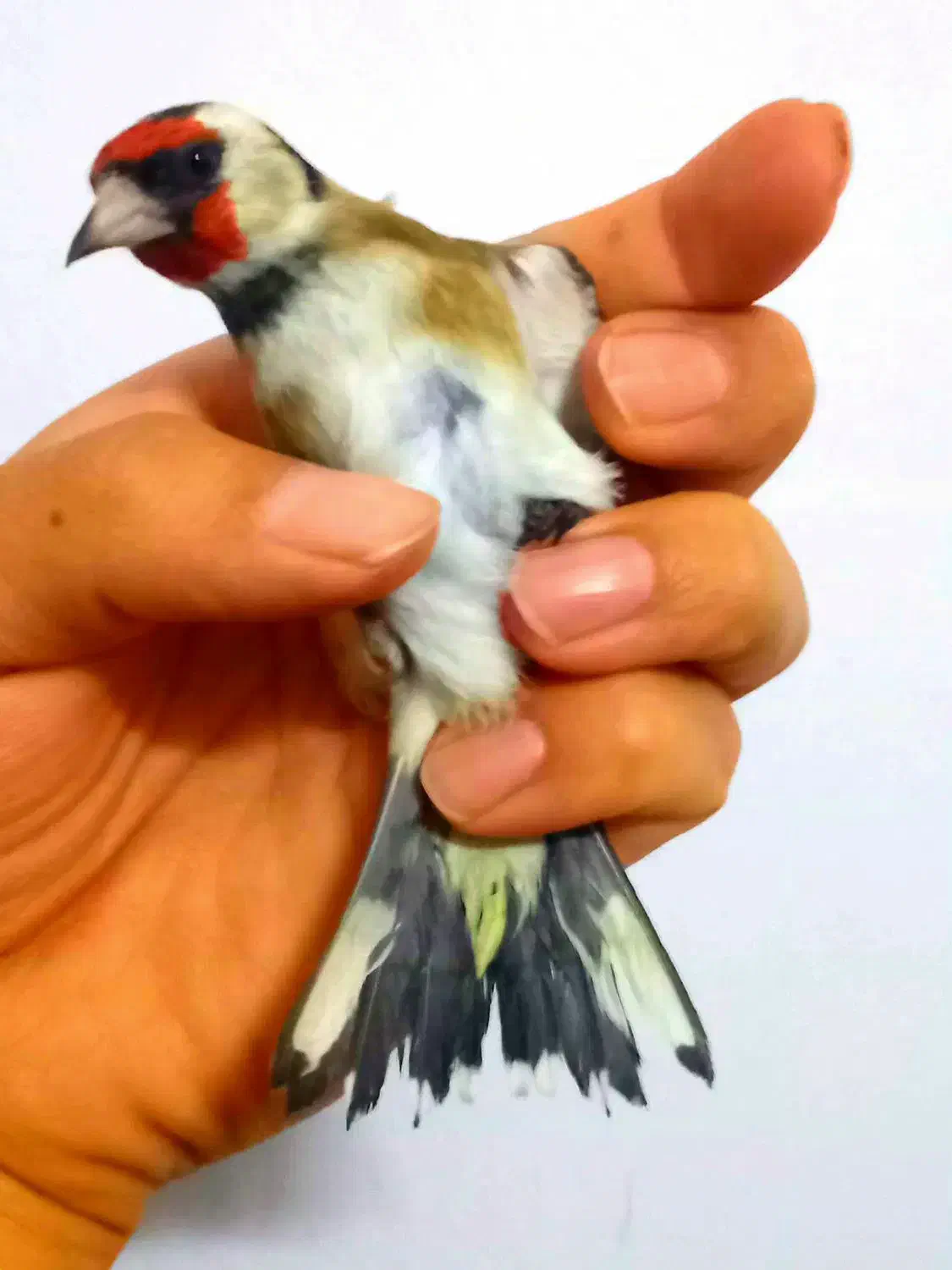 سهره عتیقه نشون دار چهارگل مست بخون شلاقی قناری|پرنده|مشهد, نوید|دیوار