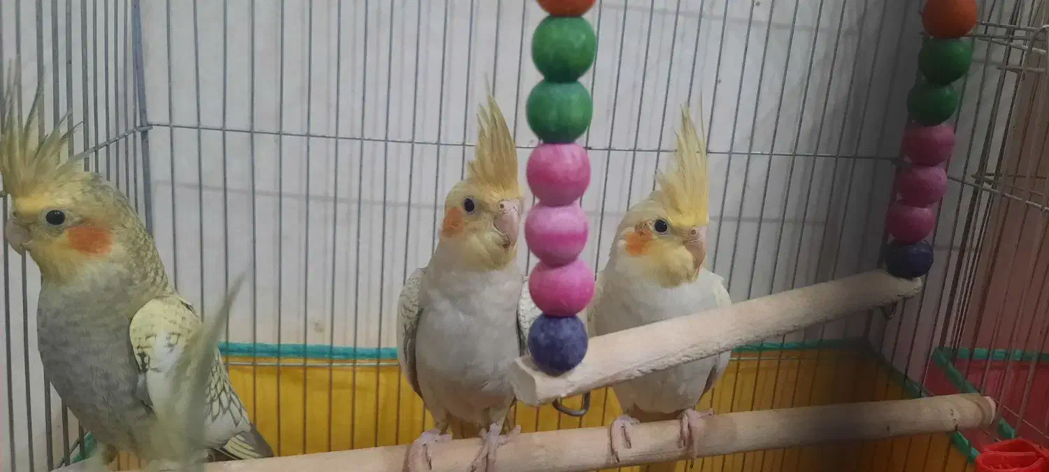 جوجه عروس هلندی|پرنده|قم, چهل درخت‎|دیوار