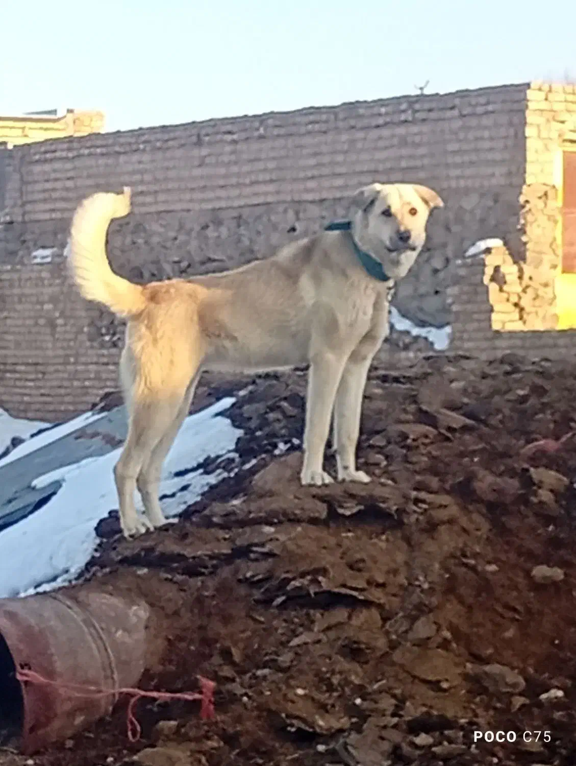 قیمت۱۵|سگ|جوکار, |دیوار