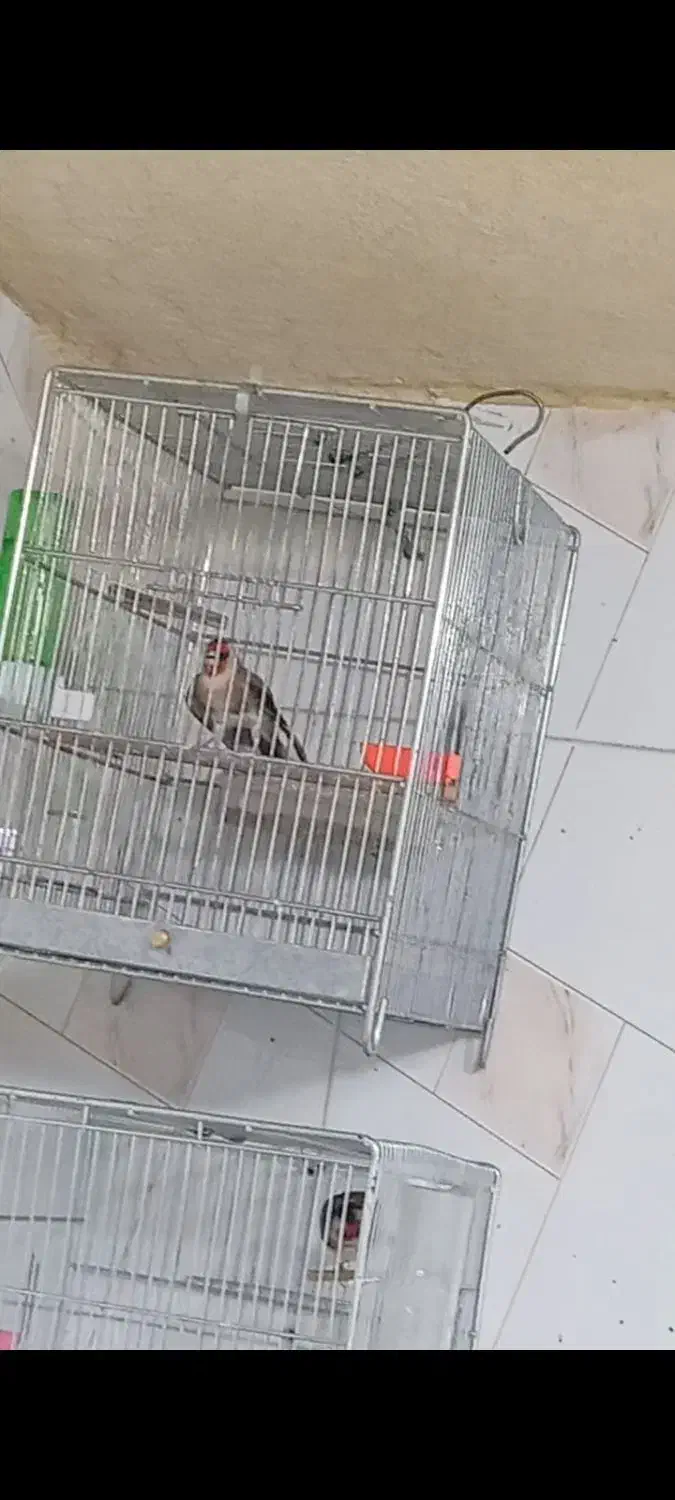 سهرههای اتیقه|پرنده|سنندج, |دیوار