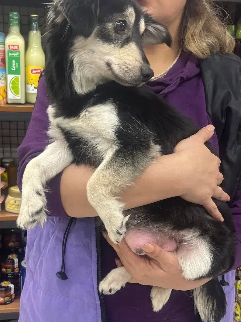 سگ پیدا شده|حیوانات|فردیس, خیام شرقی|دیوار