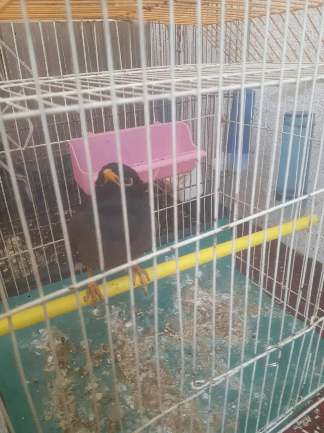 مینا فروشی|پرنده|جوادآباد, |دیوار