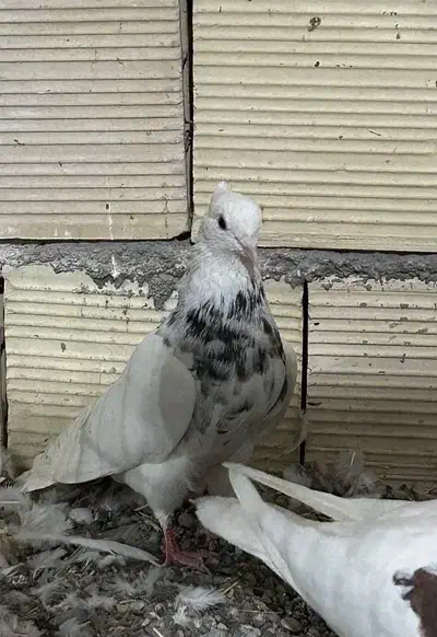 دو تا طوقی نر|پرنده|میانه, |دیوار