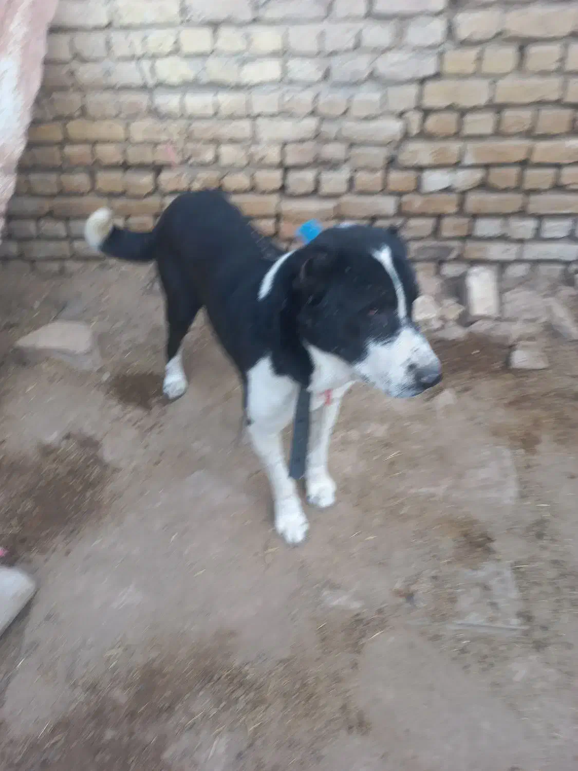 سگ ...|سگ|شیروان (خراسان), |دیوار