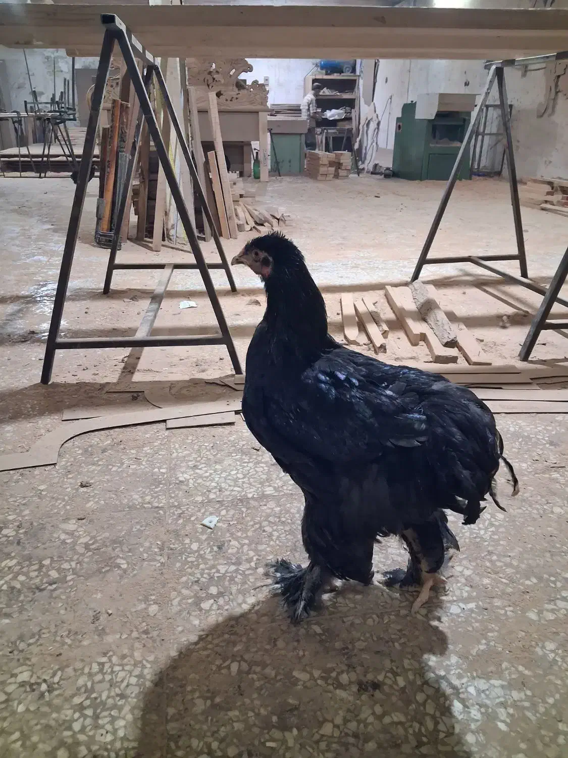 مرغ برهما|حیوانات مزرعه|قم, کلهری|دیوار