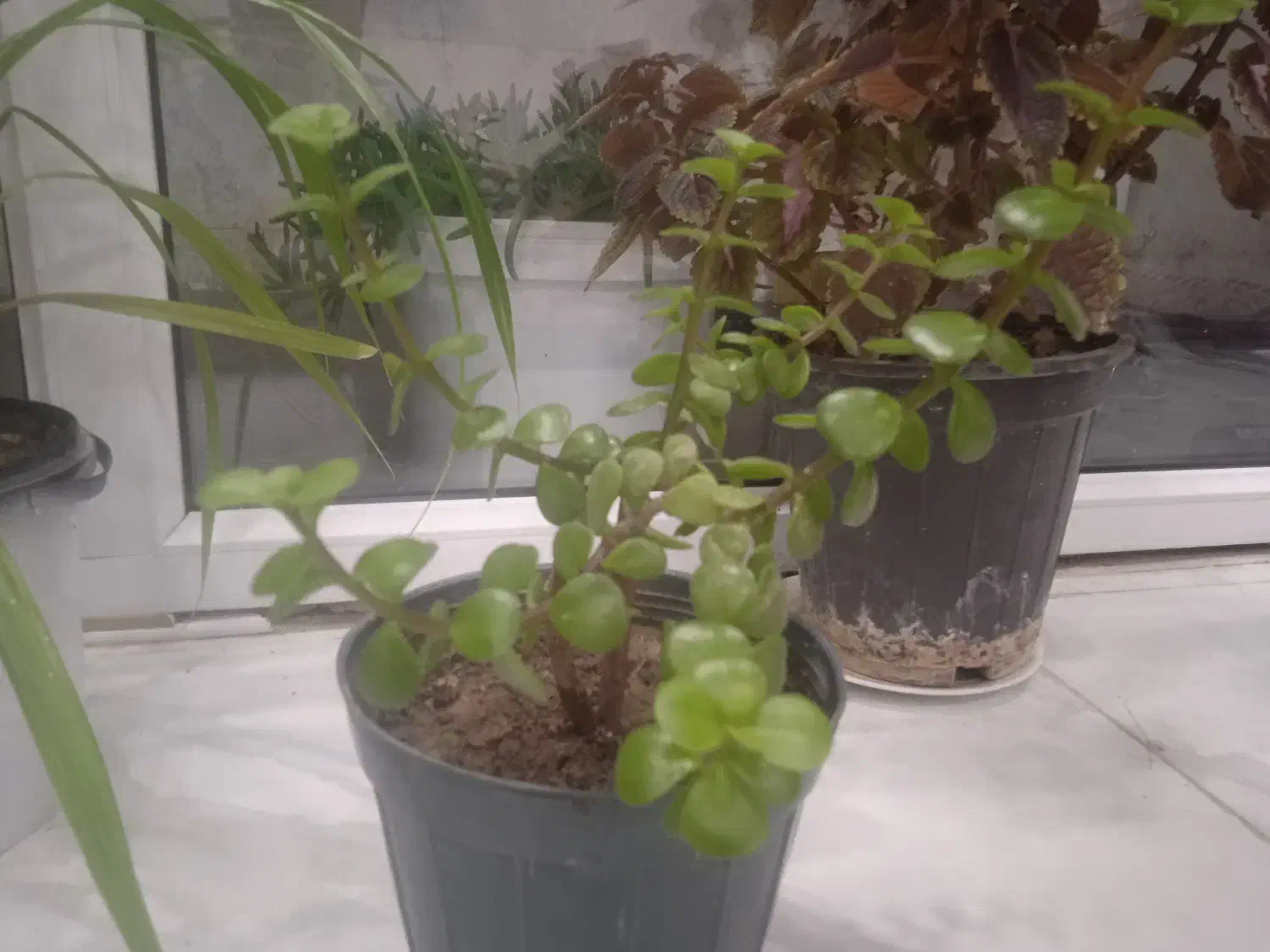 پرس یونجه خشک|عمدهفروشی|گلپایگان, |دیوار