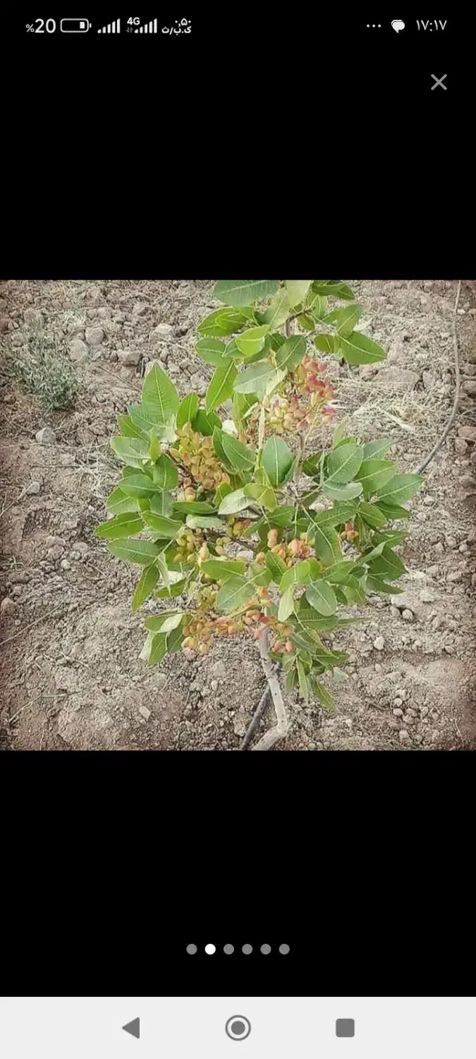 پیوندی و مقاوم به کم آبی|گل و گیاه طبیعی|شیراز, ارم|دیوار
