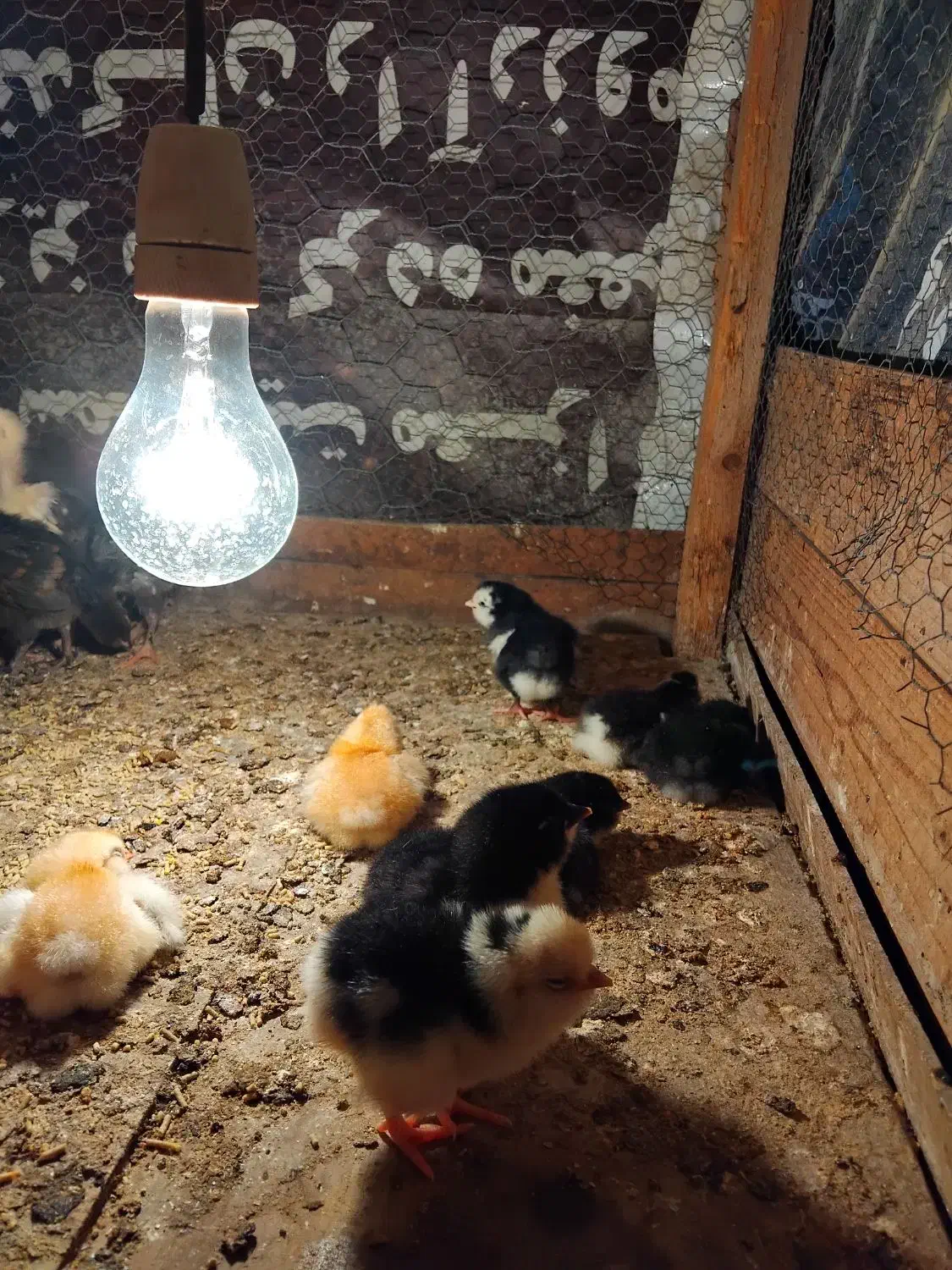 جوجهگلینپنگونیطوسیچهلتاج|حیوانات مزرعه|نوشهر, |دیوار