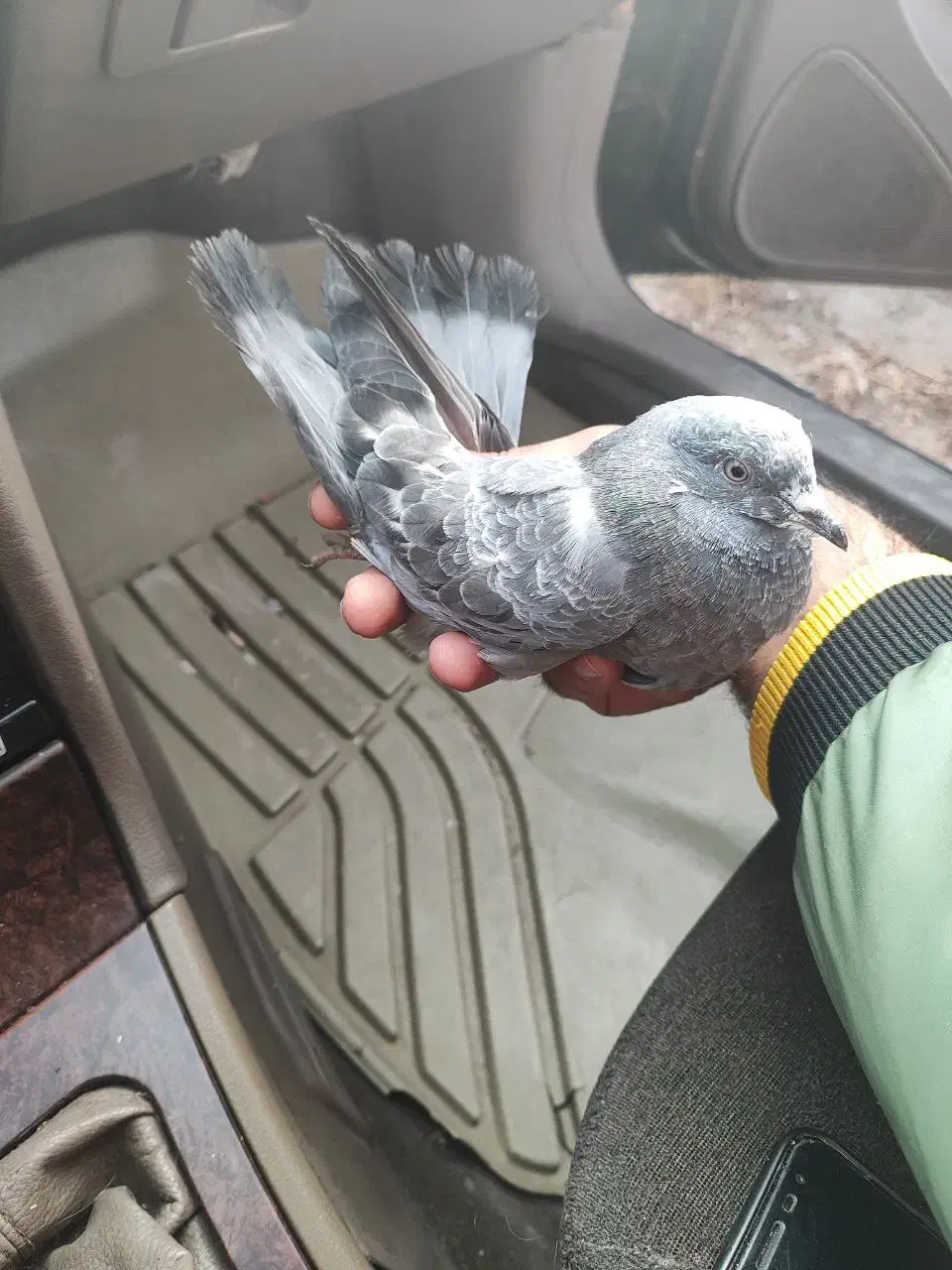 کبوتر گرفتنی|پرنده|نقده, |دیوار