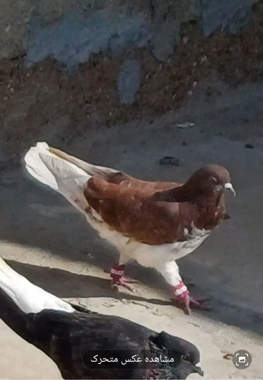 کاشانی.طوقی . دمسفید|پرنده|مسجد سلیمان, |دیوار