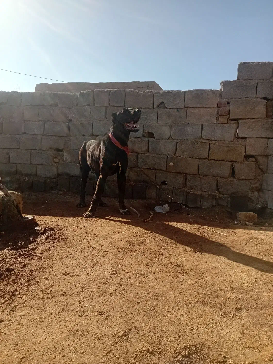 سگ گلگی درجه یک|سگ|تربت جام, جامرود|دیوار