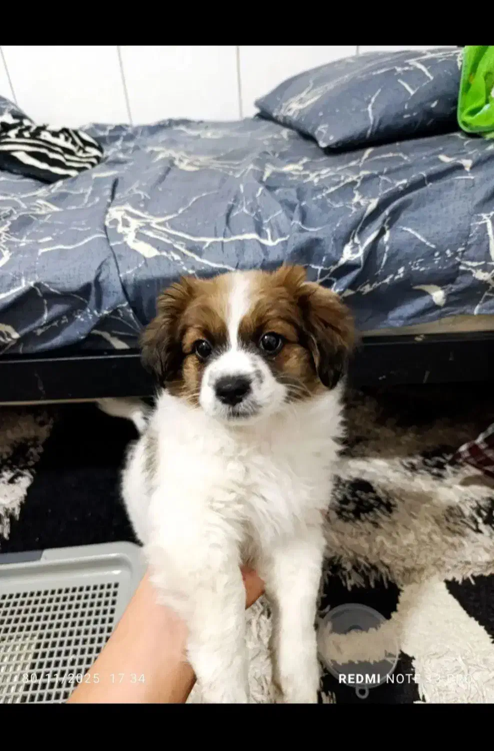 سگ خارجی پاکوتاه بدون سروصدا|سگ|فیروزآباد (فارس), |دیوار