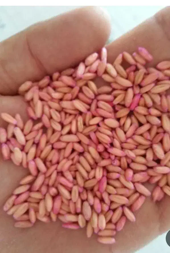 فروش گندم|خدمات باغبانی و درختکاری|شاهین دژ, |دیوار