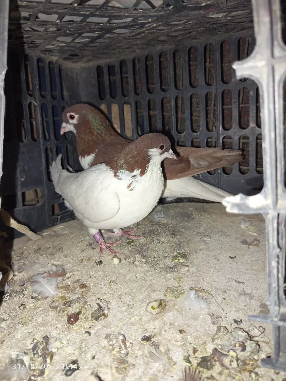 طوقی خوشگل|پرنده|خاش, |دیوار