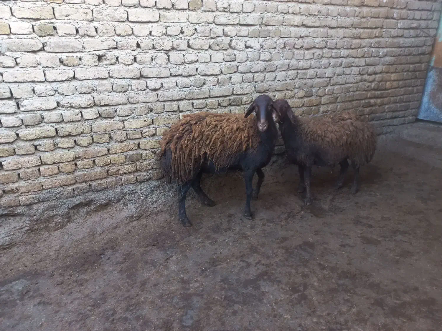 شیشک ابستن به شرط|حیوانات مزرعه|صحنه, |دیوار