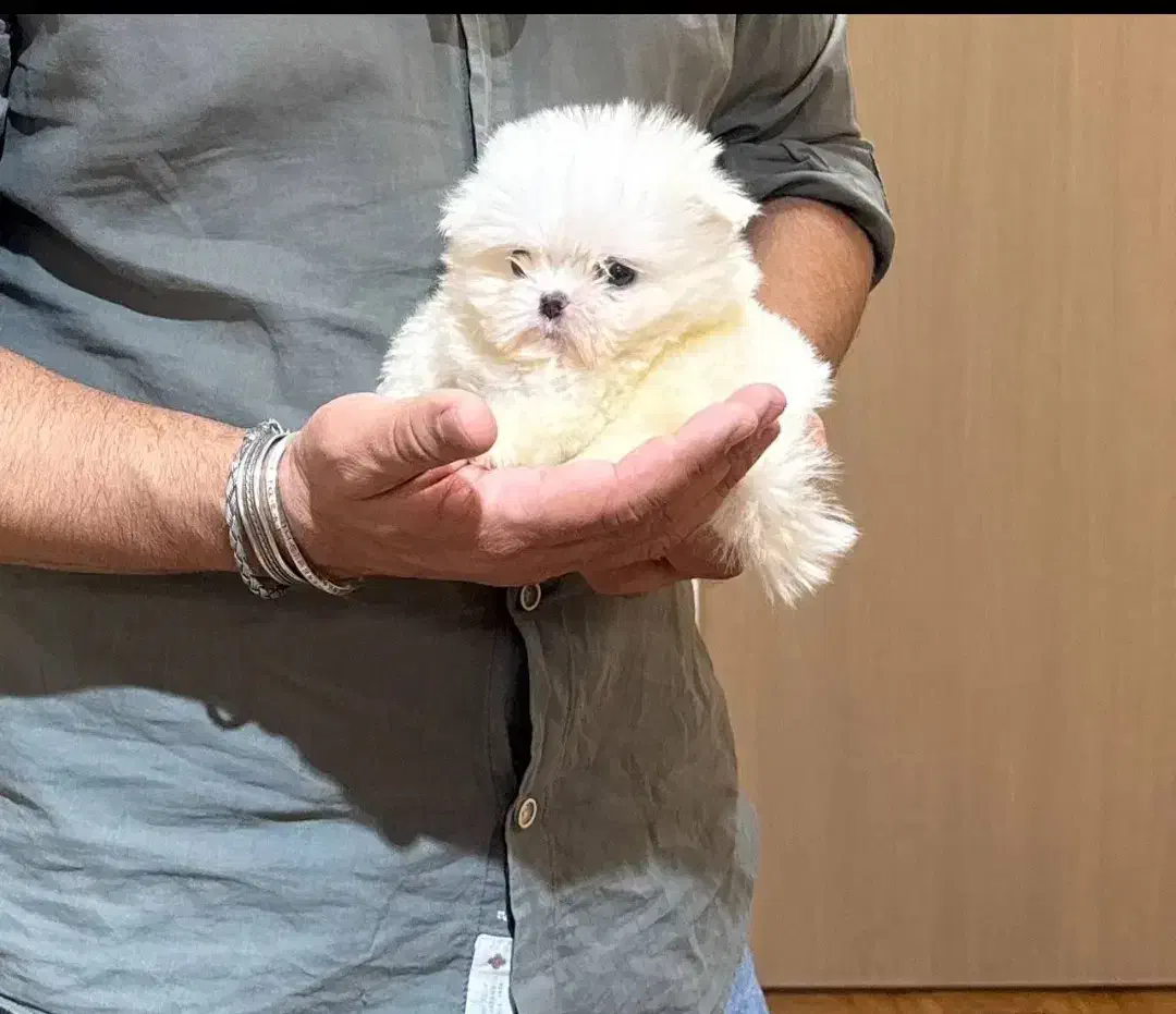 فرروش بدون واسطه توله پوی مینیاتوری و پامرانیین|سگ|اصفهان, جلفا|دیوار