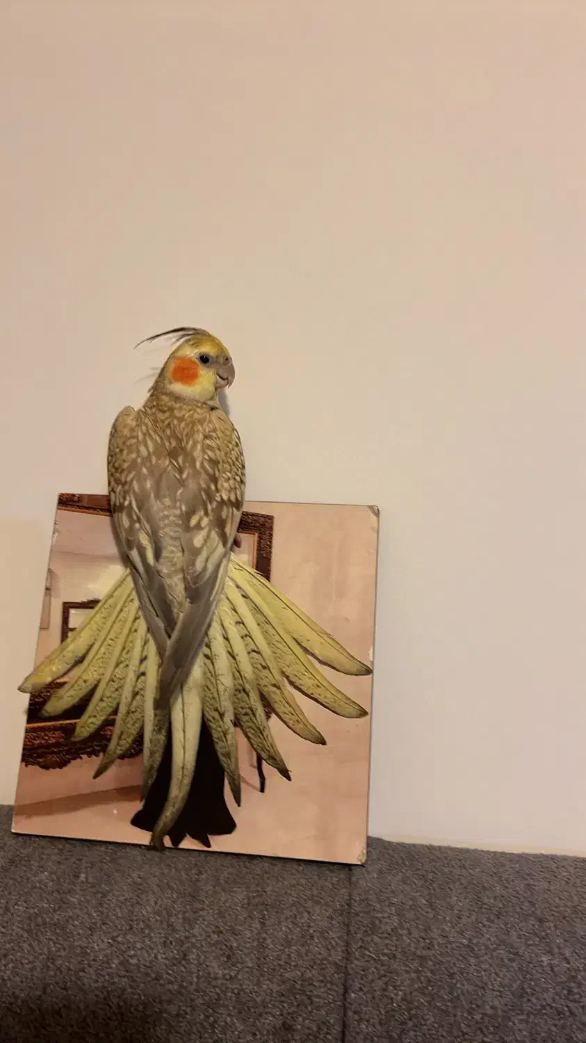 عروس هلندی گمشده|حیوانات|اندیشه, اندیشه فاز ۱|دیوار